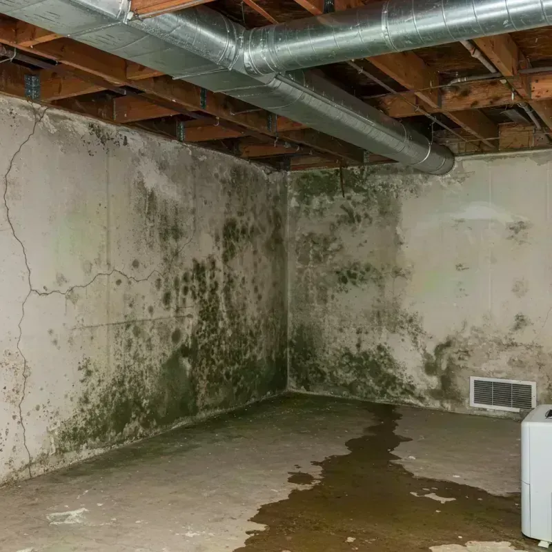 Professional Mold Removal in Centralia, MO